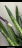 GRAPE  Камуфлирующая база  FRENCH   №26   15мл